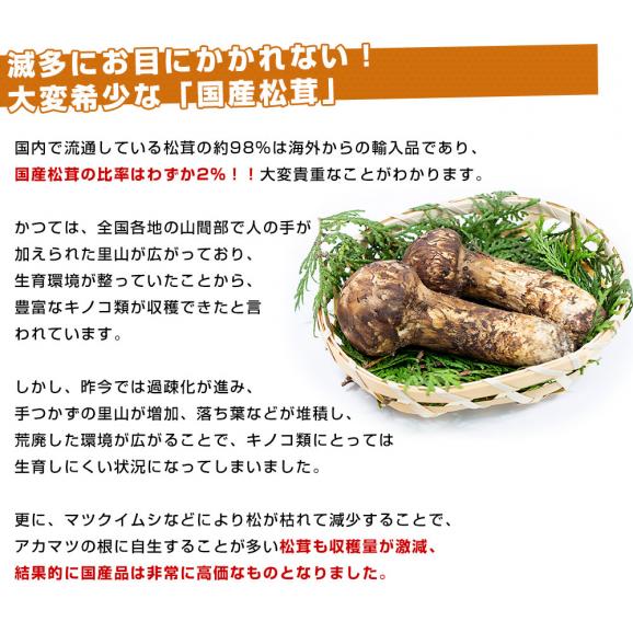 国産松茸（つぼみ）300g前後（5本から10本前後） 送料無料 クール便 まつたけ マツタケ 市場発送05