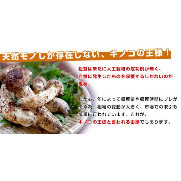 国産松茸（つぼみ）300g前後（5本から10本前後） 送料無料 クール便 まつたけ マツタケ 市場発送06