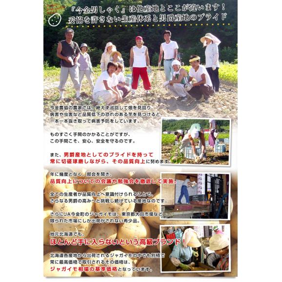 北海道産 JA今金町 じゃがいも 今金男爵 LMサイズ 約10キロ(90玉前後入り)　送料無料 馬鈴薯 ジャガイモ 芋 男爵芋05