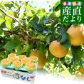 新潟県より産地直送 JAえちご中越 高糖度梨「糖鮮確実 (とうせんかくじつ)」 糖度13度以上 優品以上 約5キロ (5玉から10玉) なし ナシ 送料無料