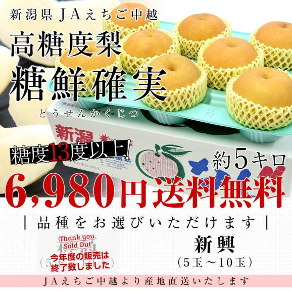 新潟県より産地直送 JAえちご中越 高糖度梨「糖鮮確実 (とうせんかくじつ)」 糖度13度以上 優品以上 約5キロ (5玉から10玉) なし ナシ 送料無料03
