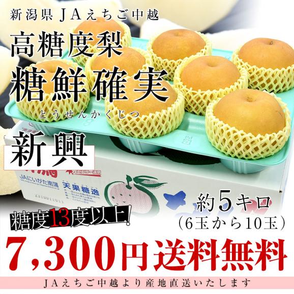 新潟県より産地直送 JAえちご中越 高糖度梨「糖鮮確実 (とうせんかくじつ)」 新興　優品以上 約5キロ (6玉から10玉) なし ナシ 送料無料03