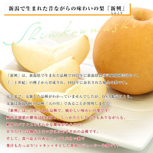 新潟県より産地直送 JAえちご中越 高糖度梨「糖鮮確実 (とうせんかくじつ)」 新興梨　優品以上 約５キロ (6玉から10玉) なし ナシ 送料無料06