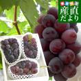 岡山県産　自家用ニューピオーネ　約1.5キロ（3房）送料無料 ぶどう 種なし黒ぶどう