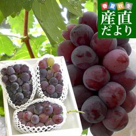 岡山県産　自家用ニューピオーネ　約1.5キロ（3房）送料無料 ぶどう 種なし黒ぶどう