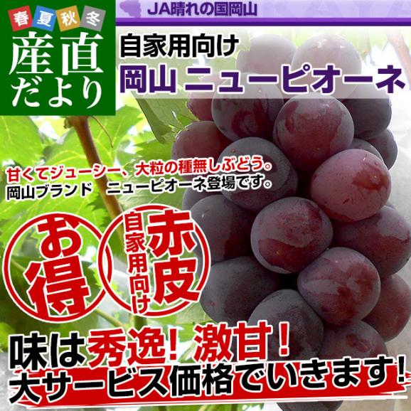 岡山県産　JA晴れの国岡山 自家用ニューピオーネ　良品 約1.5キロ（3房）送料無料 ぶどう 種なし黒ぶどう02