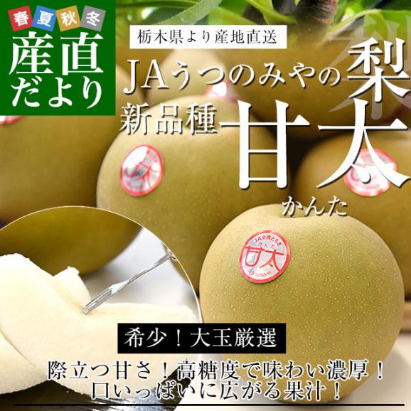 栃木県より産地直送 JAうつのみやの梨 甘太（かんた） 大玉限定 秀品 約5キロ （6玉から12玉） 送料無料 梨 ナシ02