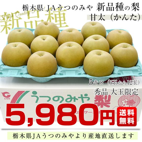 栃木県より産地直送 JAうつのみやの梨 甘太（かんた） 大玉限定 秀品 約5キロ （6玉から12玉） 送料無料 梨 ナシ03