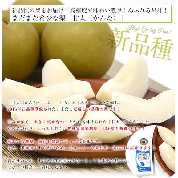 栃木県より産地直送 JAうつのみやの梨 甘太（かんた） 大玉限定 秀品 約5キロ （6玉から12玉） 送料無料 梨 ナシ04