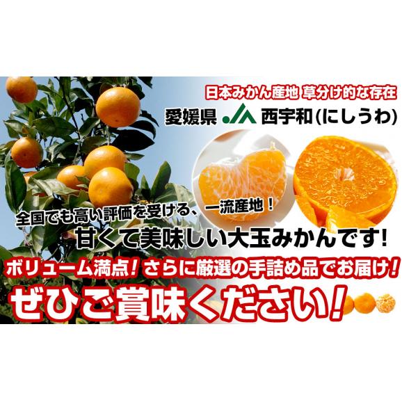 愛媛県より産地直送 JAにしうわ 西宇和温州みかん 2Lサイズ 約3キロ×2箱　送料無料 みかん ミカン 蜜柑05