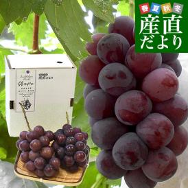 岡山県産 自家用 ニューピオーネ 約1キロ（2房）送料無料 ぶどう 種なし黒ぶどう グレープ