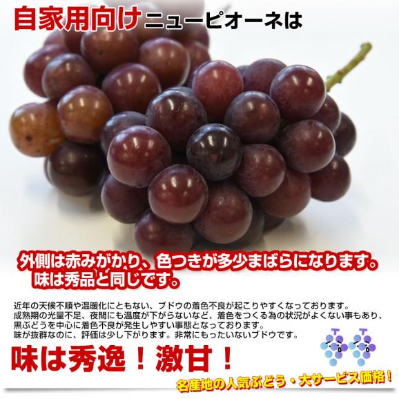 岡山県産 自家用 ニューピオーネ 約1キロ（2房）送料無料 ぶどう 種なし黒ぶどう グレープ04