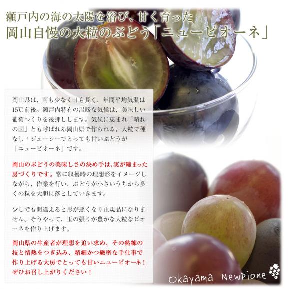 岡山県産 自家用 ニューピオーネ 約1キロ（2房）送料無料 ぶどう 種なし黒ぶどう グレープ06