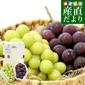 長野県産 シャインマスカット＆岡山県産 赤皮ニューピオーネ 合計約1キロ(各1房) 送料無料 ぶどうセット 詰め合わせ 種なしぶどう