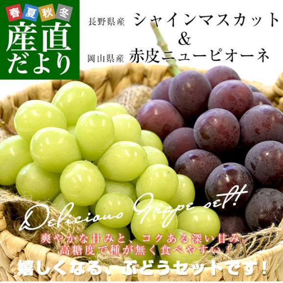 長野県産 シャインマスカット＆岡山県産 赤皮ニューピオーネ 合計約1キロ(各1房) 送料無料 ぶどうセット 詰め合わせ 種なしぶどう02