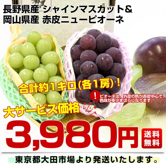 長野県産 シャインマスカット＆岡山県産 赤皮ニューピオーネ 合計約1キロ(各1房) 送料無料 ぶどうセット 詰め合わせ 種なしぶどう03