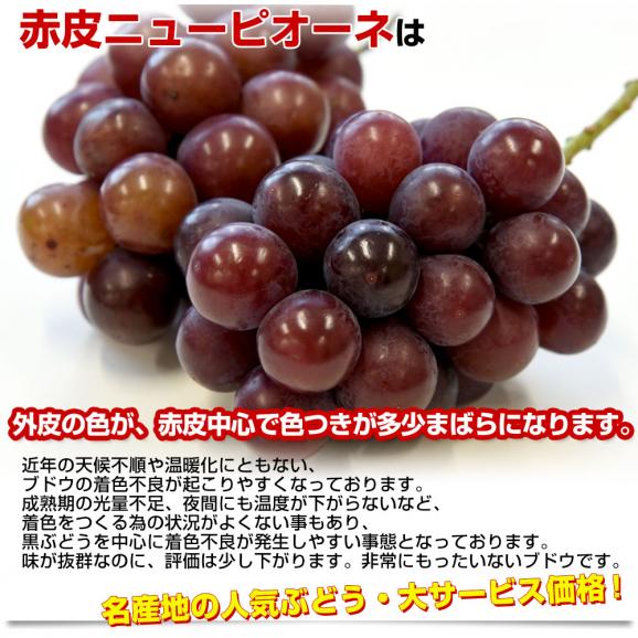 長野県産 シャインマスカット＆岡山県産 赤皮ニューピオーネ 合計約1キロ(各1房) 送料無料 ぶどうセット 詰め合わせ 種なしぶどう04
