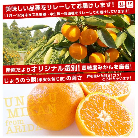和歌山県より産地直送 JAありだ 有田みかん 糖度12度以上 特秀品「SQ スーパークオリティ」LからSサイズ 5キロ(40玉から60玉) 送料無料 お歳暮 ギフト04