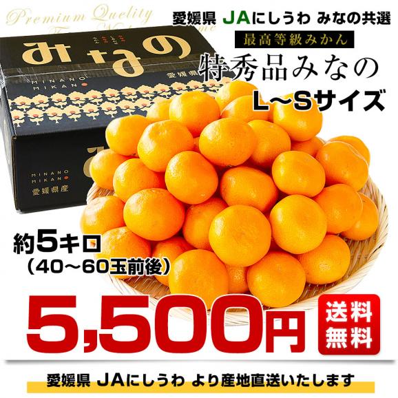 愛媛県より産地直送 JAにしうわ みなの共選 最高等級みかん「特秀品みなの」LからSサイズ 5キロ(40玉から60玉) 送料無料 お歳暮 ギフト03
