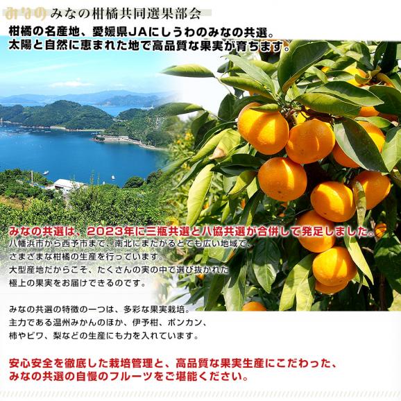 愛媛県より産地直送 JAにしうわ みなの共選 最高等級みかん「特秀品みなの」LからSサイズ 5キロ(40玉から60玉) 送料無料 お歳暮 ギフト05