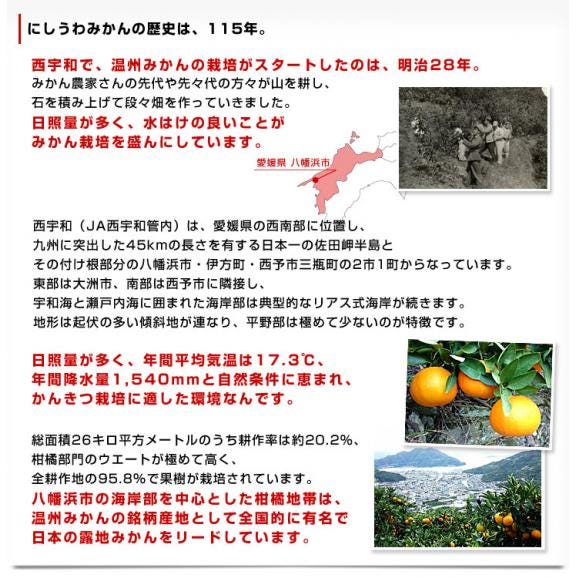 愛媛県より産地直送 JAにしうわ みなの共選 最高等級みかん「特秀品みなの」LからSサイズ 5キロ(40玉から60玉) 送料無料 お歳暮 ギフト06