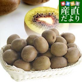 香川県より産地直送 JA香川県 キウイフルーツ さぬきエンジェルスイート小玉 約1.4キロ (28玉前後) キウイフルーツ 送料無料