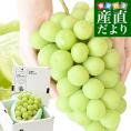 山形県産 超特大シャインマスカット 約800g(1房) 送料無料 ぶどう 葡萄 ブドウ マスカット 白ぶどう