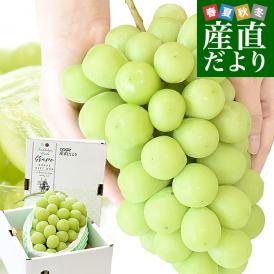 山形県産 超特大シャインマスカット 約800g(1房) 送料無料 ぶどう 葡萄 ブドウ マスカット 白ぶどう