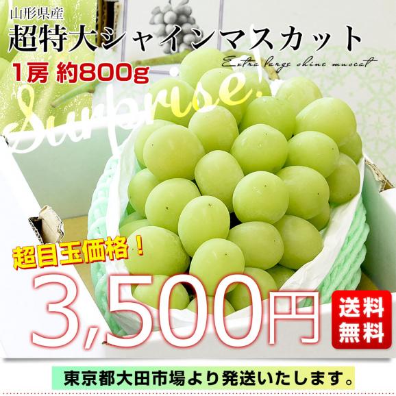 山形県産 超特大シャインマスカット 約800g(1房) 送料無料 ぶどう 葡萄 ブドウ マスカット 白ぶどう03