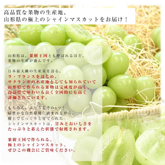 山形県産 超特大シャインマスカット 約800g(1房) 送料無料 ぶどう 葡萄 ブドウ マスカット 白ぶどう06