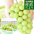山形県産 超特大シャインマスカット 約1.6キロ(2房) 送料無料 ぶどう 葡萄 ブドウ マスカット 白ぶどう