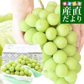 山形県産 超特大シャインマスカット 約1.6キロ(2房) 送料無料 ぶどう 葡萄 ブドウ マスカット 白ぶどう