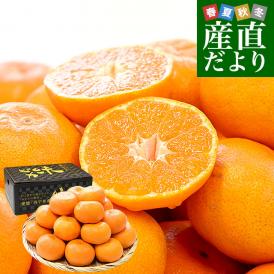 愛媛県 JAにしうわ 川上共選 最高等級みかん「味ピカ」LからSサイズ 約2.5キロ(20玉から30玉前後) 送料無料 ミカン 高糖度みかん 御歳暮 お歳暮 ギフト