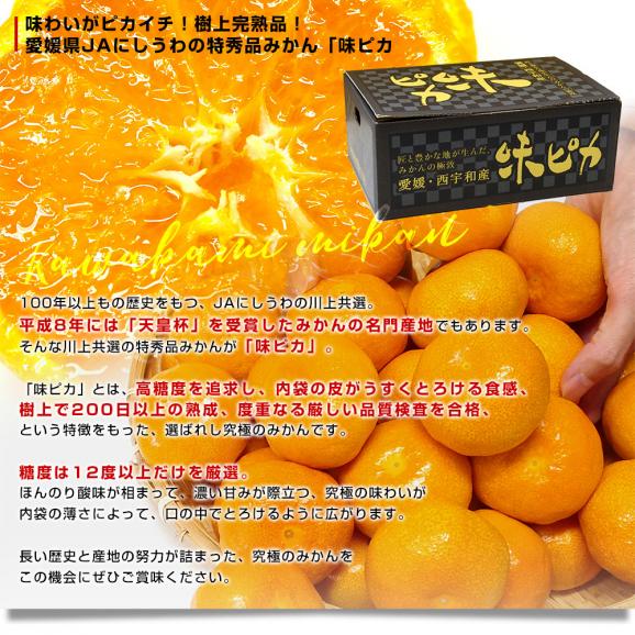 愛媛県 JAにしうわ 川上共選 最高等級みかん「味ピカ」LからSサイズ 約2.5キロ(20玉から30玉前後) 送料無料 ミカン 高糖度みかん 御歳暮 お歳暮 ギフト04