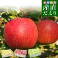 岩手県産 JAいわて中央　品種が選べる　極旨！樹上完熟りんご　約3キロ（10玉から12玉）送料無料 リンゴ アップル あっぷる