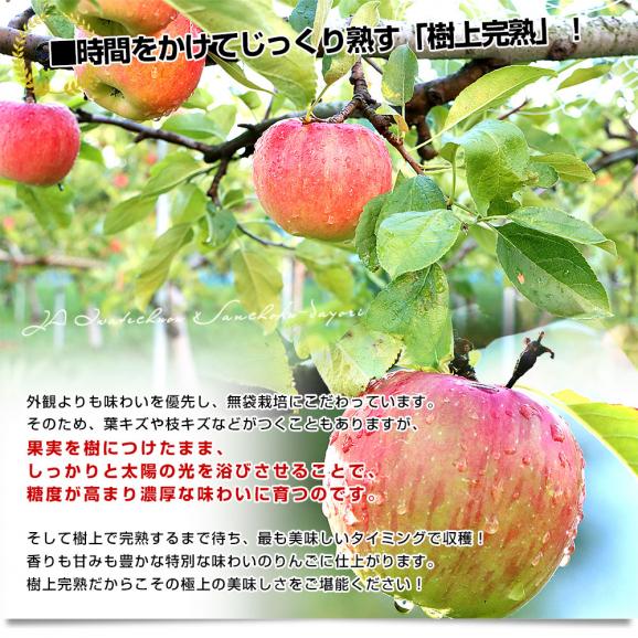 岩手県産 JAいわて中央　品種が選べる　極旨！樹上完熟りんご　約3キロ（10玉から12玉）送料無料 リンゴ アップル あっぷる06