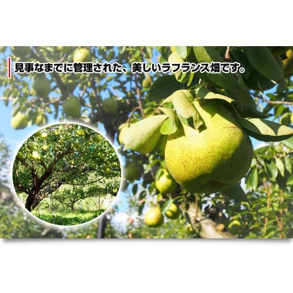 山形県産 ラフランス 5キロ秀品　大玉（12玉から14玉）送料無料 市場発送 ラ・フランス 洋なし 洋梨04