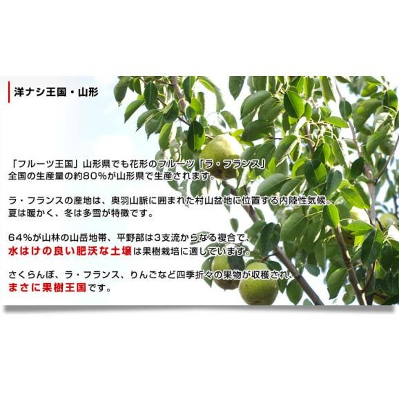 山形県産 ラフランス 5キロ秀品　大玉（12玉から14玉）送料無料 市場発送 ラ・フランス 洋なし 洋梨06