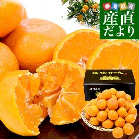 佐賀県より産地直送 JAさが 祐徳（ゆうとく）みかん 品種：寿太郎 等級：一押し LからSSサイズ 約3キロ化粧箱（22玉から48玉前後） 送料無料  ギフト 黒箱from九州