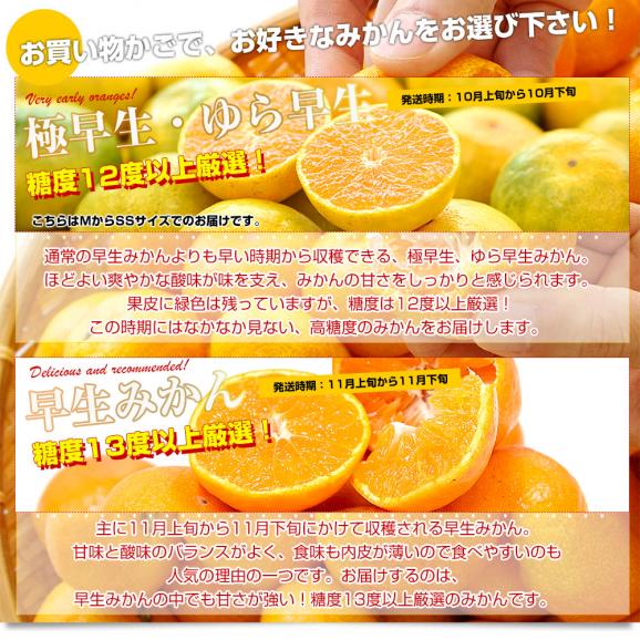 佐賀県より産地直送 JAさが 祐徳(ゆうとく)みかん LからSSサイズ 約3キロ化粧箱(24玉から48玉前後) 送料無料 早生みかん ギフト 黒箱 お歳暮 御歳暮04