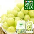 北海道から産地直送 JA新おたる 仁木ハウスぶどう生産組合 シャインマスカット「ラ・ラ・シャイン」1房(650g以上)化粧箱 送料無料 ギフト クール便