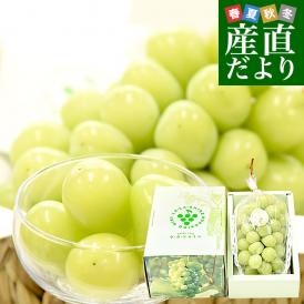 北海道から産地直送 JA新おたる 仁木ハウスぶどう生産組合 シャインマスカット「ラ・ラ・シャイン」1房(650g以上)化粧箱 送料無料 ギフト クール便