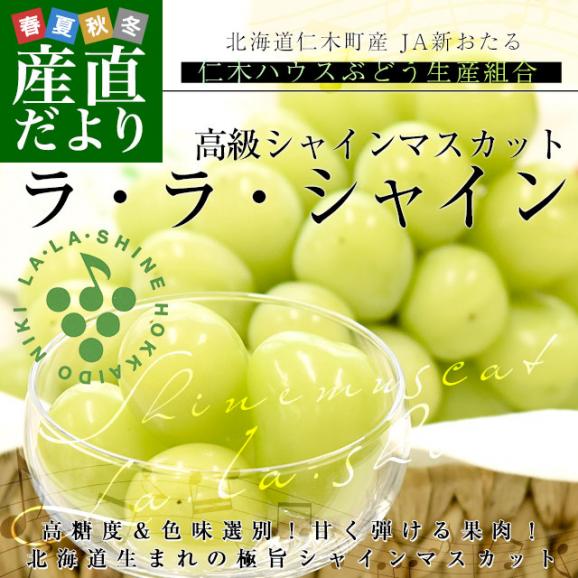 北海道から産地直送 JA新おたる 仁木ハウスぶどう生産組合 シャインマスカット「ラ・ラ・シャイン」1房(650g以上)化粧箱 送料無料 ギフト クール便02