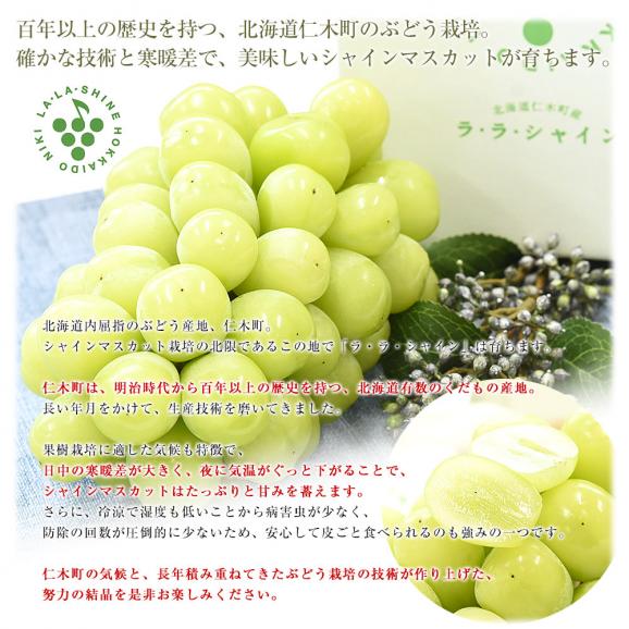 北海道から産地直送 JA新おたる 仁木ハウスぶどう生産組合 シャインマスカット「ラ・ラ・シャイン」1房(650g以上)化粧箱 送料無料 ギフト クール便05