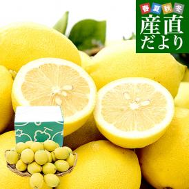 愛媛県 JAえひめ中央 レモン 秀品 Mサイズ 約2.5キロ（24玉前後）送料無料 柑橘 檸檬 国産レモン
