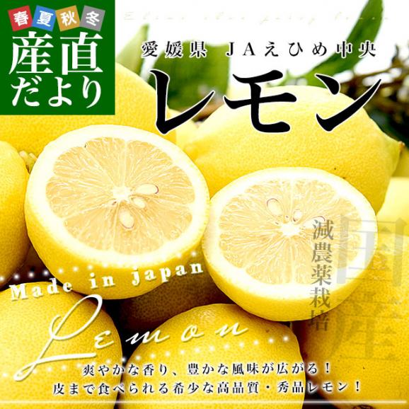 愛媛県 JAえひめ中央 レモン 秀品 Mサイズ 約2.5キロ（24玉前後）送料無料 柑橘 檸檬 国産レモン02