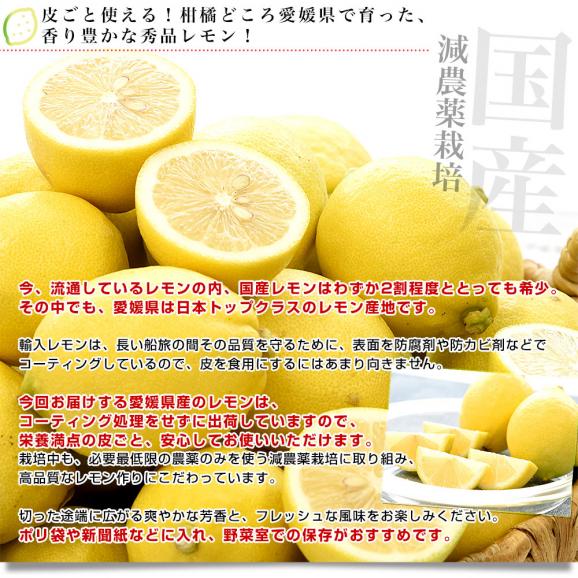 愛媛県 JAえひめ中央 レモン 秀品 Mサイズ 約2.5キロ（24玉前後）送料無料 柑橘 檸檬 国産レモン04