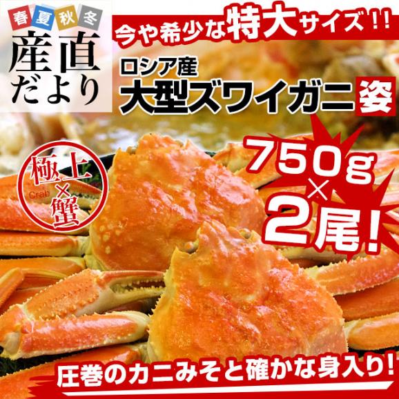 北海道より直送 高級ズワイガニ姿　特大サイズ  約1.5キロ（750g×2尾）送料無料 ズワイ カニ かに 蟹 ギフト02