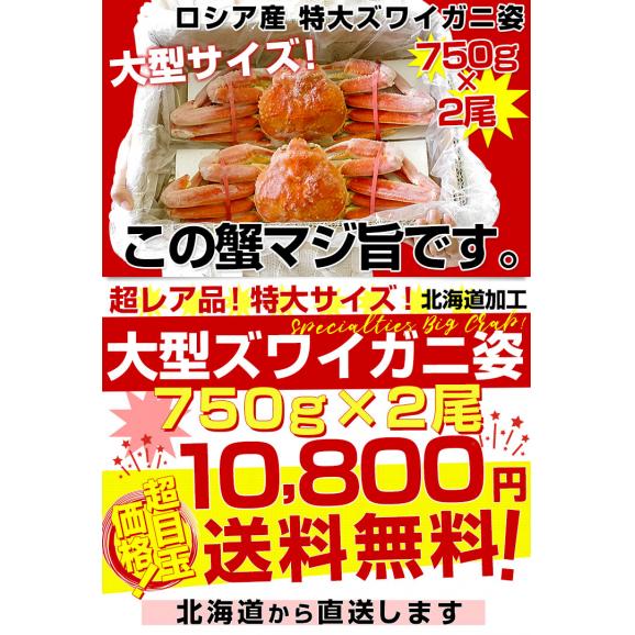北海道より直送 高級ズワイガニ姿　特大サイズ  約1.5キロ（750g×2尾）送料無料 ズワイ カニ かに 蟹 ギフト03