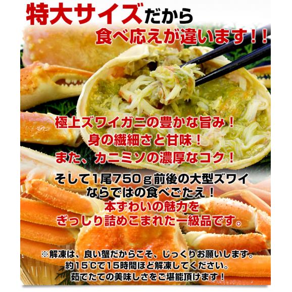 北海道より直送 高級ズワイガニ姿　特大サイズ  約1.5キロ（750g×2尾）送料無料 ズワイ カニ かに 蟹 ギフト04